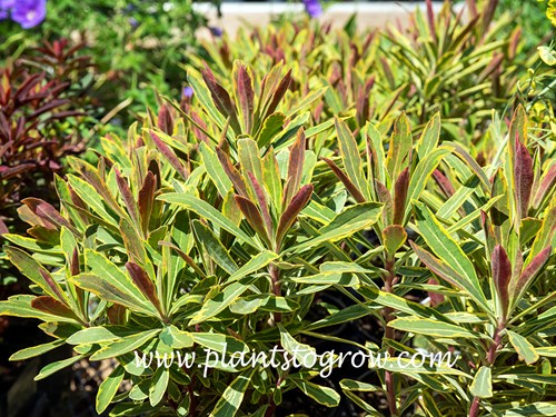 Ascot Rainbow Euphorbia (Euphorbia)